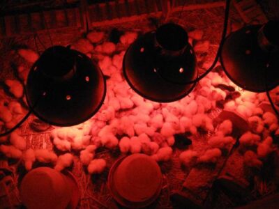 Counting Your Chicks after They've Hatched Image